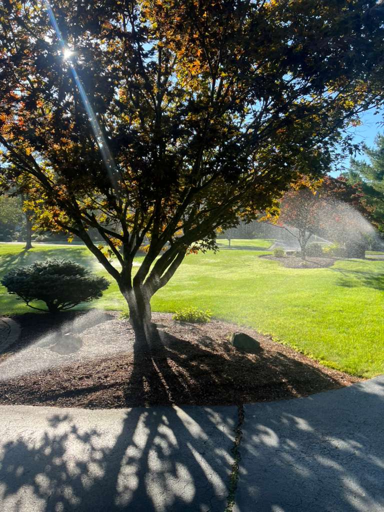 Zoned irrigation watering a landscaped tree bed